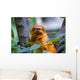 Golden Tamarin Monkey
