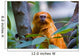 Golden Tamarin Monkey