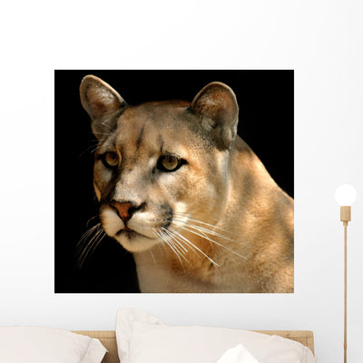 Cougar Portrait Wall Mural shown on a wall