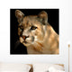Cougar Portrait Wall Mural