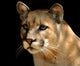 Cougar Portrait Wall Mural