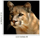 Cougar Portrait Wall Mural
