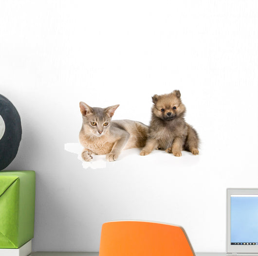 Cat of Abyssinian breed and the puppy of the spitz-dog Wall Mural