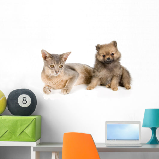 Cat of Abyssinian breed and the puppy of the spitz-dog Wall Mural