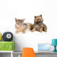 Cat of Abyssinian breed and the puppy of the spitz-dog Wall Mural