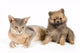 Cat of Abyssinian breed and the puppy of the spitz-dog Wall Mural
