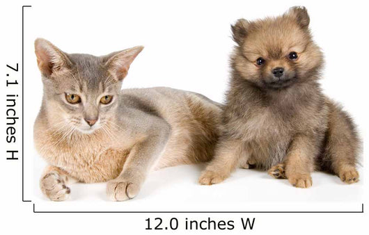 Cat of Abyssinian breed and the puppy of the spitz-dog Wall Mural