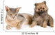 Cat of Abyssinian breed and the puppy of the spitz-dog Wall Mural