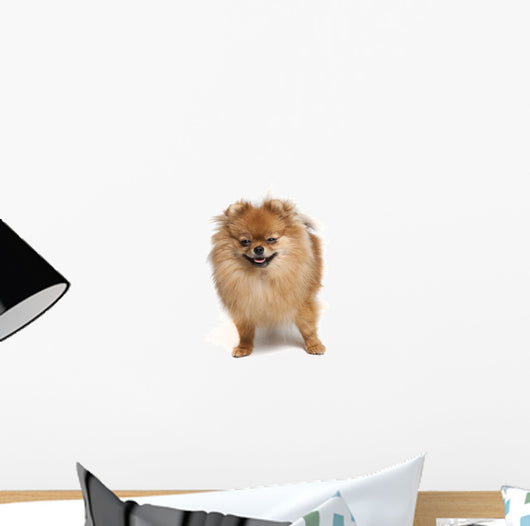 Pomeranian Studio