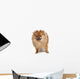 Pomeranian Studio
