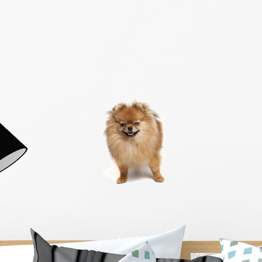 Pomeranian Studio