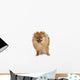 Pomeranian Studio