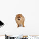 Pomeranian Studio