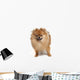 Pomeranian Studio
