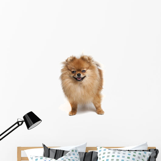 Pomeranian Studio