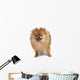 Pomeranian Studio
