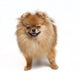Pomeranian Studio