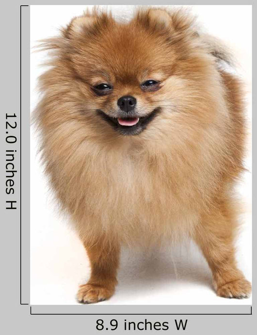 Pomeranian Studio