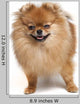 Pomeranian Studio