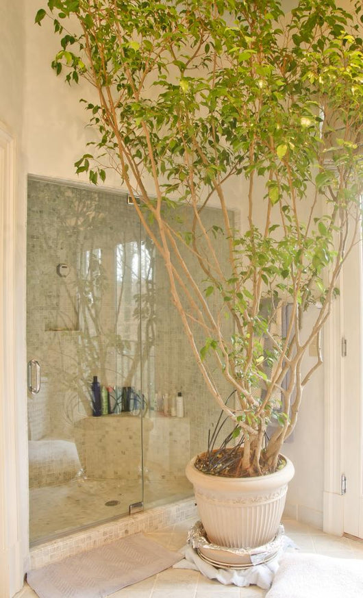 Tree Indoor Planter Bathroom Wall Mural – Wallmonkeys