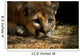 Cougar Wall Mural