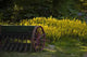 Antique Seeder Lawn Wall Decal