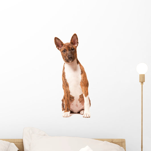 Basenji Puppy White Wall Decal