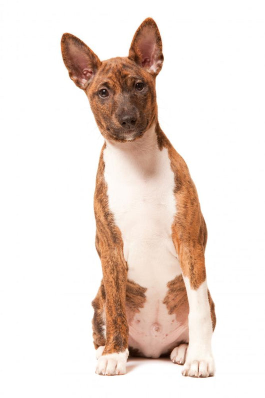 Basenji Puppy White Wall Decal