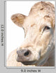 Charolais Cow