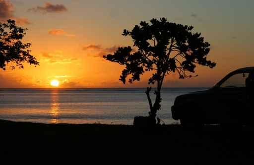 Tropical Series 31 Wall Decal