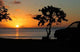 Tropical Series 31 Wall Decal