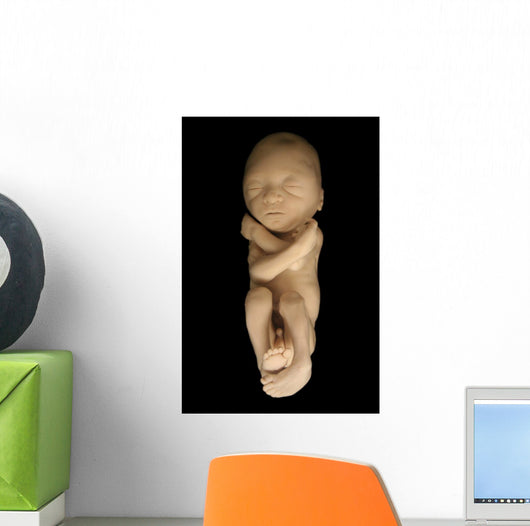 Fetus on Black Wall Mural