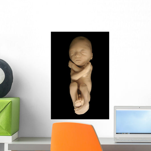 Fetus on Black Wall Mural