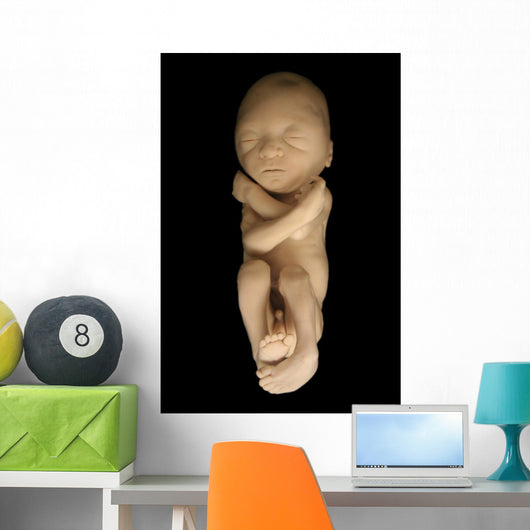Fetus on Black Wall Mural