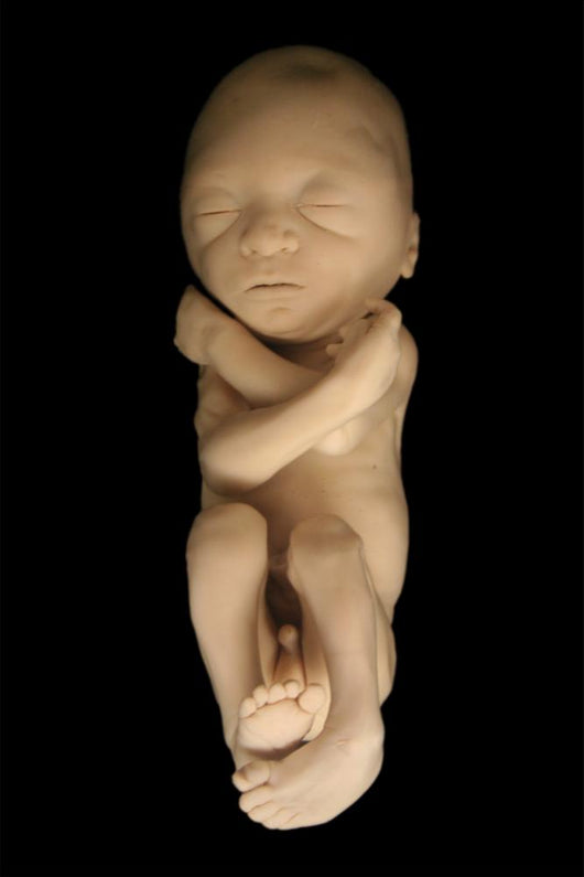 Fetus on Black Wall Mural
