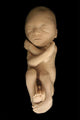 Fetus on Black Wall Mural