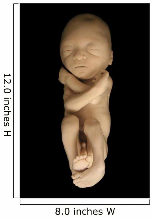 Fetus on Black Wall Mural