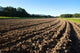Field With Tillage Diminishing Wall Decal