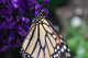 Monarch Butterfly Wall Mural
