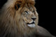 Lion Black