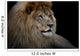 Lion Black
