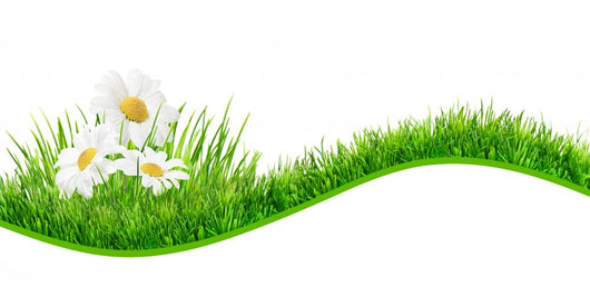 Daisies Banner