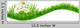 Daisies Banner