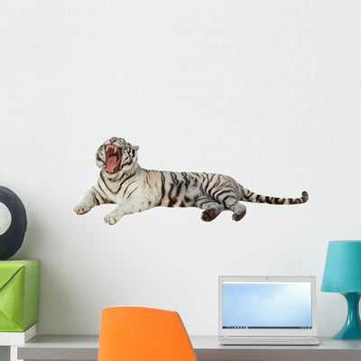 Lying White Tiger Over Wall Decal shown on a wall