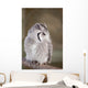 Little Owl Perched Branch Wall Mural