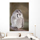 Little Owl Perched Branch Wall Mural