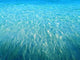 Clear Blue Water Wall Decal