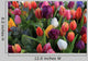 Mixed Spring Tulips Bouquet