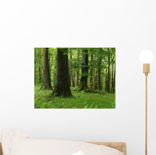 Forest Wall Mural