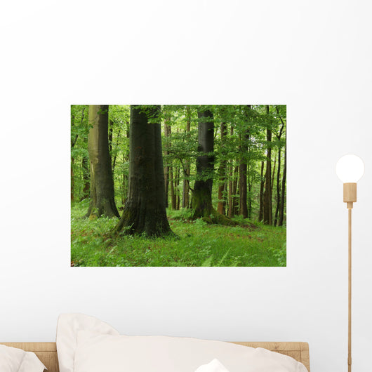 Forest Wall Mural